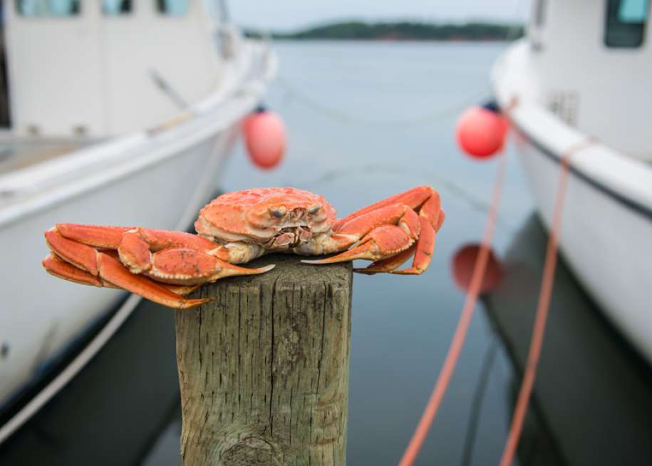 Atlantic Canada Export Café The Netherlands